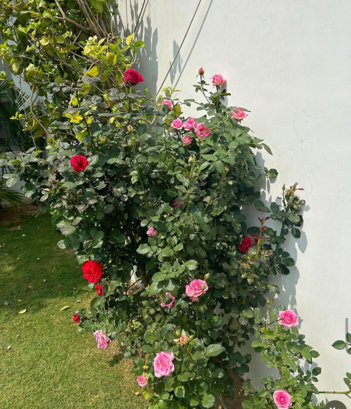 Solanki Farms & Pool Villa Garden Fully Private Divisione di Divisione di Jaipur Esterno foto
